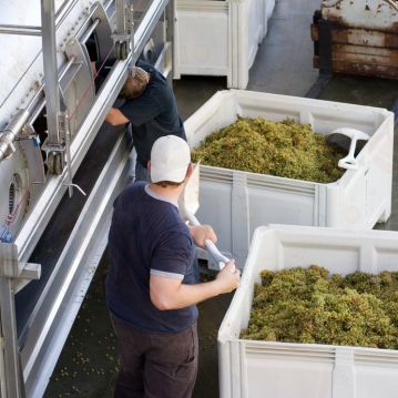 Workers harvesting grapes and adding to press